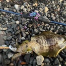 極寒エギング苦行　その2