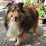 『【犬】１頭 保健所から受け入れました』の画像