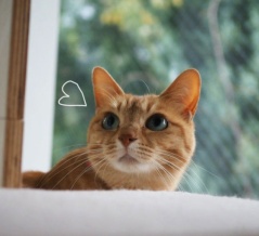 雨のミモザを部屋から鑑賞