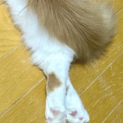 メルシーを迎えて変わったことと猫の魅惑的な足