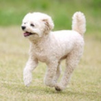 わんわんアイランド淡路島