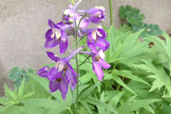 グリーンマーケット山崎 デルフィニウム