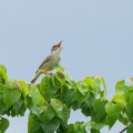 2026年6月4日の野鳥公園