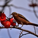 柿とハチジョウツグミ