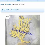 リ楽ックスして海水魚