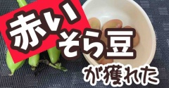 メルロコ農園だより。そら豆初収穫。