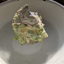 キャベツ🥬の芯　3日後