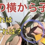 タガメとタナゴ、ちょっと家庭菜園のblog