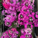 1/31（土）お休みします