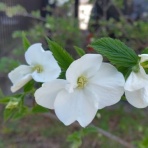 ＭＹ夢ガーデンブログ