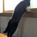 なが～い　うるちゃん　　外が気になって......