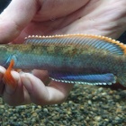 『熱帯魚オススメ情報～』の画像