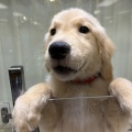 お店のワンちゃん紹介🐶