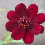 峰子の花曜日