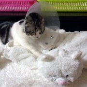フミフミをするときの猫の表情いろいろ