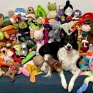 アメリカ　賢い飼い犬は、飼い主の話から言葉を覚えます