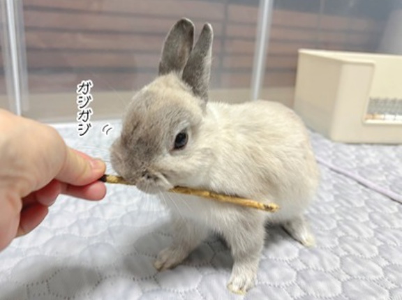 うさぎのルリ(12/14追記)