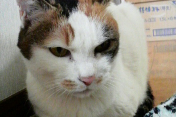 のらこっこ のら猫シロちゃん・ミミちゃんのペット生活 - 割り箸