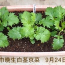 「広巾晩生白茎京菜」「香取春菊」「青梗菜」「かつしか小松菜」「グランドペチカ」「サニーレタス」「翡翠茄子」「宮繁総太り大根」