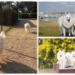 シェビーズのブログ