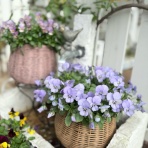 のばらのガーデニングブログ　Hana and Rose Garden+