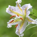 ヒロシマの視線