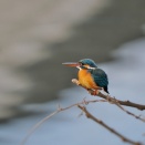 １月１７日　土曜日　地元の河原で出会ったカワセミです