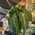ACTIS FLOWER＆GARDEN GREEN　　プチ*フルール