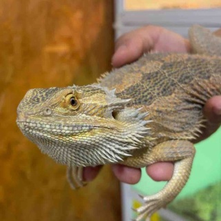 爬虫類倶楽部大宮店公式ブログ