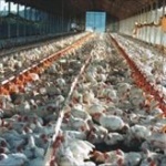 中国人「生肉持っていくｱﾙ～」日本検疫所「鳥インフルが検出されたんですが…」