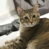 愛猫マジック