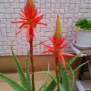 風が吹けば桶屋が儲かるという落語から論理思考を磨こう！