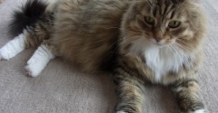 うちに来た頃は乱暴猫だったつみきの命日です