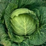 実写版「がっこうぐらし！」に批判　実写なのにキャベツが作画崩壊？　