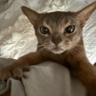 朝一番の猫たち