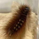 庭の生き物を愛でてます・台所で生き物を育ててます