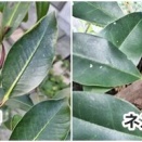 ネズミモチ？サカキ？どっちの木？