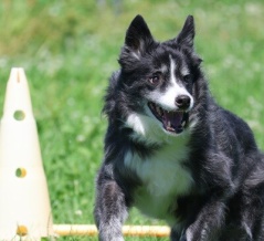 【犬のいる暮らし】黄色の背景が今年は早い！ついつい先の季節のことを考える！