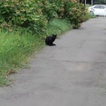 散歩してたらネッコがいた（※画像あり）