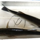 『おもしろきことなき世の中を（11）国東の食環境（92）』の画像