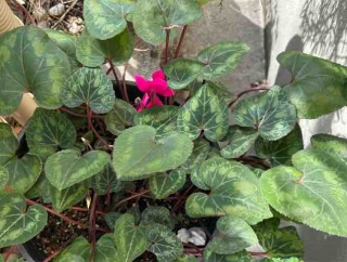 京都Lounge MIDORI 生命力に驚きました。