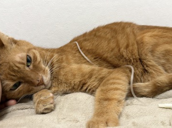 参瑚の日2026　20260305