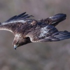 『投稿：AFボーグによるイヌワシ5態　2023/06/29』の画像