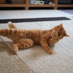 湘南凸凹柴WAN日記