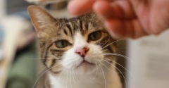 おやつ係と猫。