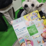 たかシェフのおうちごはん。と、白い犬。と、チワワ。