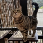 アンキャットホテルのblog