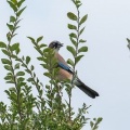 2026年10月4日の野鳥公園