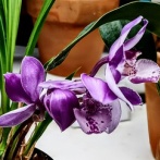 第37回 新宿御苑洋らん展へ⑥(2025年11月)