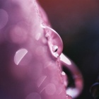 『ユーザー投稿：LAOWA60mmマクロとフィルムで撮影したバラ　2019/07/28』の画像